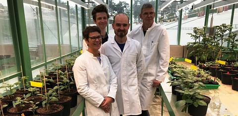 The authors of the study from FAU (from left): PD Dr. Sophia Sonnewald, Günter Lehretz, Dr. José María Corral García and Prof. Dr. Uwe Sonnewald. (Courtesy: FAU / Rabih Mehdi)