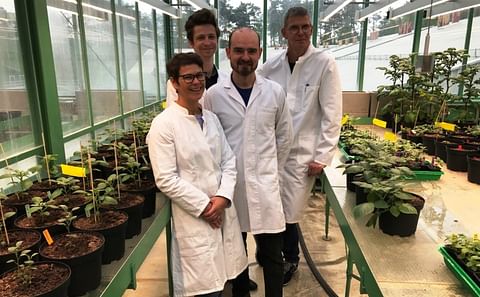 A team of biochemists at FAU led by Prof. Dr. Uwe Sonnewald have discovered why potato plants form significantly lower numbers of tubers or sometimes none at all at higher temperatures. The authors of the study from FAU (from left): PD Dr. Sophia Sonnewal