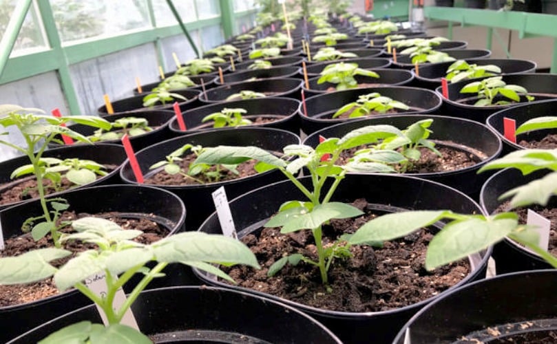 A team of biochemists at FAU led by Prof. Dr. Uwe Sonnewald have discovered why potato plants form significantly lower numbers of tubers or sometimes none at all at higher temperatures. The authors of the study from FAU (from left): PD Dr. Sophia Sonnewald, Günter Lehretz, Dr. José María Corral García and Prof. Dr. Uwe Sonnewald. (Courtesy: FAU/Rabih Mehdi) A team of biochemists at FAU led by Prof. Dr. Uwe Sonnewald have discovered why potato plants form significantly lower numbers of tubers or sometimes none at all at higher temperatures. The authors of the study from FAU (from left): PD Dr. Sophia Sonnewald, Günter Lehretz, Dr. José María Corral García and Prof. Dr. Uwe Sonnewald. (Courtesy: FAU/Rabih Mehdi)