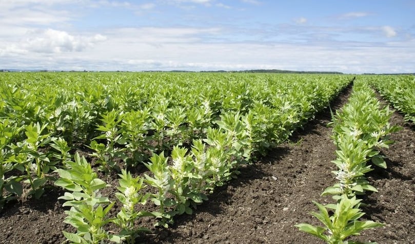 A field with rows of fava bean in bloom
