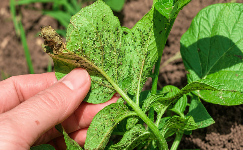 Potato Aphids Feeding on Potato Foliage Potato Aphids Feeding on Potato Foliage