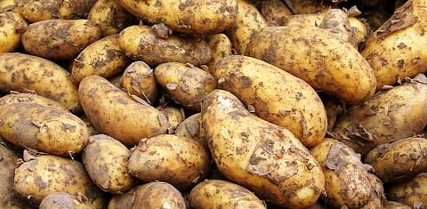 Potatoes in Slovakia became more expensive at half the price compared to last year. (Courtesy: Pixabay / Felvidek)