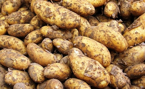 Potatoes in Slovakia became more expensive at half the price compared to last year. (Courtesy: Pixabay / Felvidek) Potatoes in Slovakia became more expensive at half the price compared to last year. (Courtesy: Pixabay / Felvidek)