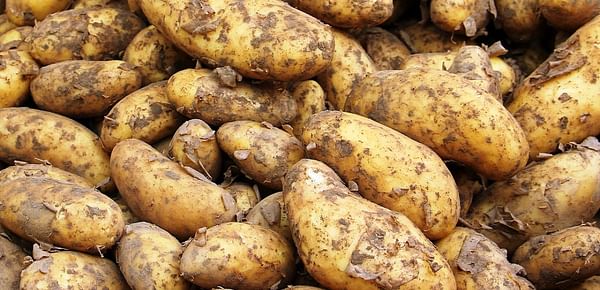 Potatoes in Slovakia became more expensive at half the price compared to last year. (Courtesy: Pixabay / Felvidek)