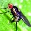 Pea Leafminer Fly