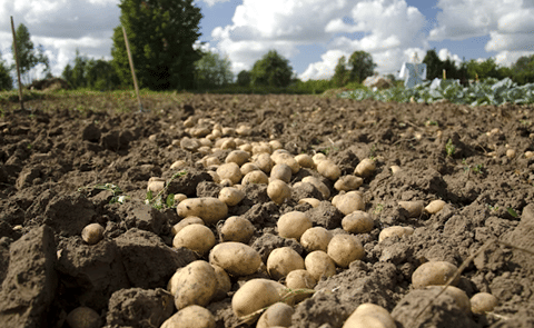 Fepex Potatoes Fepex Potatoes
