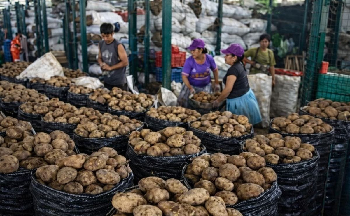Gran feria dominical Mercado de Santa Anita (Perú). La Papa producto de Bandera del Perú (Juan Carlos Chávez) Gran feria dominical Mercado de Santa Anita (Perú). La Papa producto de Bandera del Perú (Juan Carlos Chávez)