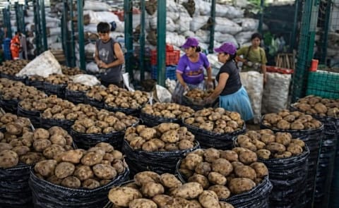 Universidad peruana aprueba producto que retrasa envejecimiento de planta de papa Universidad peruana aprueba producto que retrasa envejecimiento de planta de papa