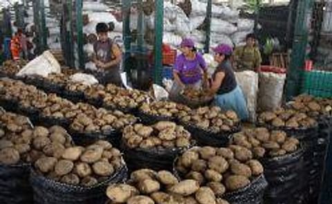 Universidad peruana aprueba producto que retrasa envejecimiento de planta de papa Universidad peruana aprueba producto que retrasa envejecimiento de planta de papa
