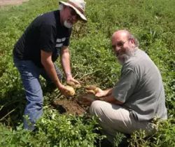 Una excesiva fertilización con nitrógeno afectaría la calidad industrial de la papa 