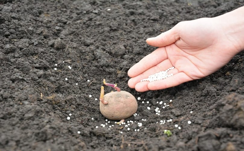 Aplicación de fertilizante de base en surcos de patata antes de la siembra