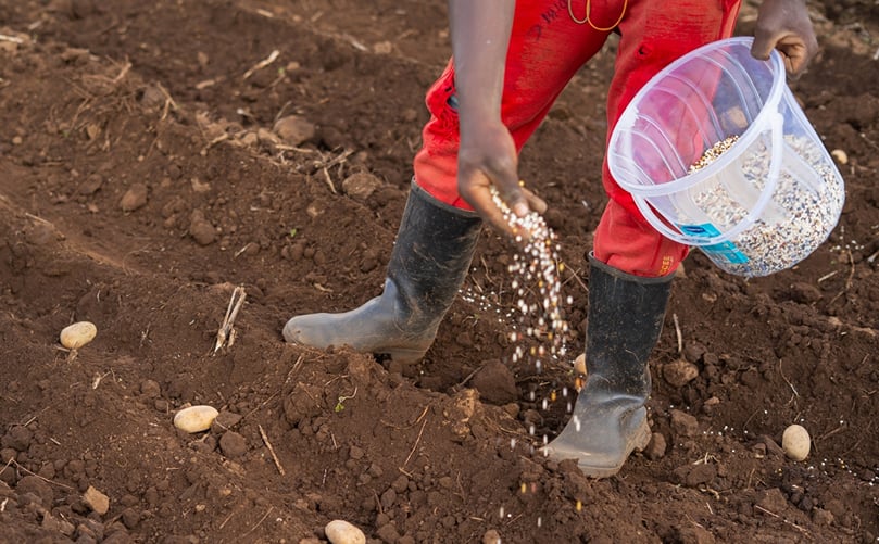 Fertilizer being applied to a potato crop during field preparation and crop management. Fertilizer being applied to a potato crop during field preparation and crop management.