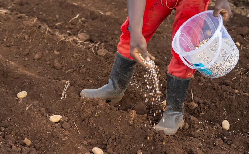 Fertilizer being applied to a potato crop during field preparation and crop management. Fertilizer being applied to a potato crop during field preparation and crop management.