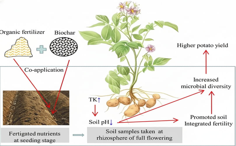 Increase in potato yield by the combined application of biochar and organic fertilizer
