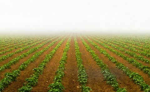 Reducing fertiliser use on farms is critical to reducing N₂O emissions. (Courtesy: Clay LeConey)
Reducing fertiliser use on farms is critical to reducing N₂O emissions. (Courtesy: Clay LeConey)