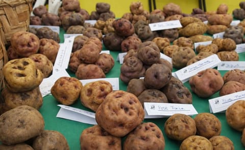 Perú será sede del próximo Congreso Mundial de la Papa Perú será sede del próximo Congreso Mundial de la Papa