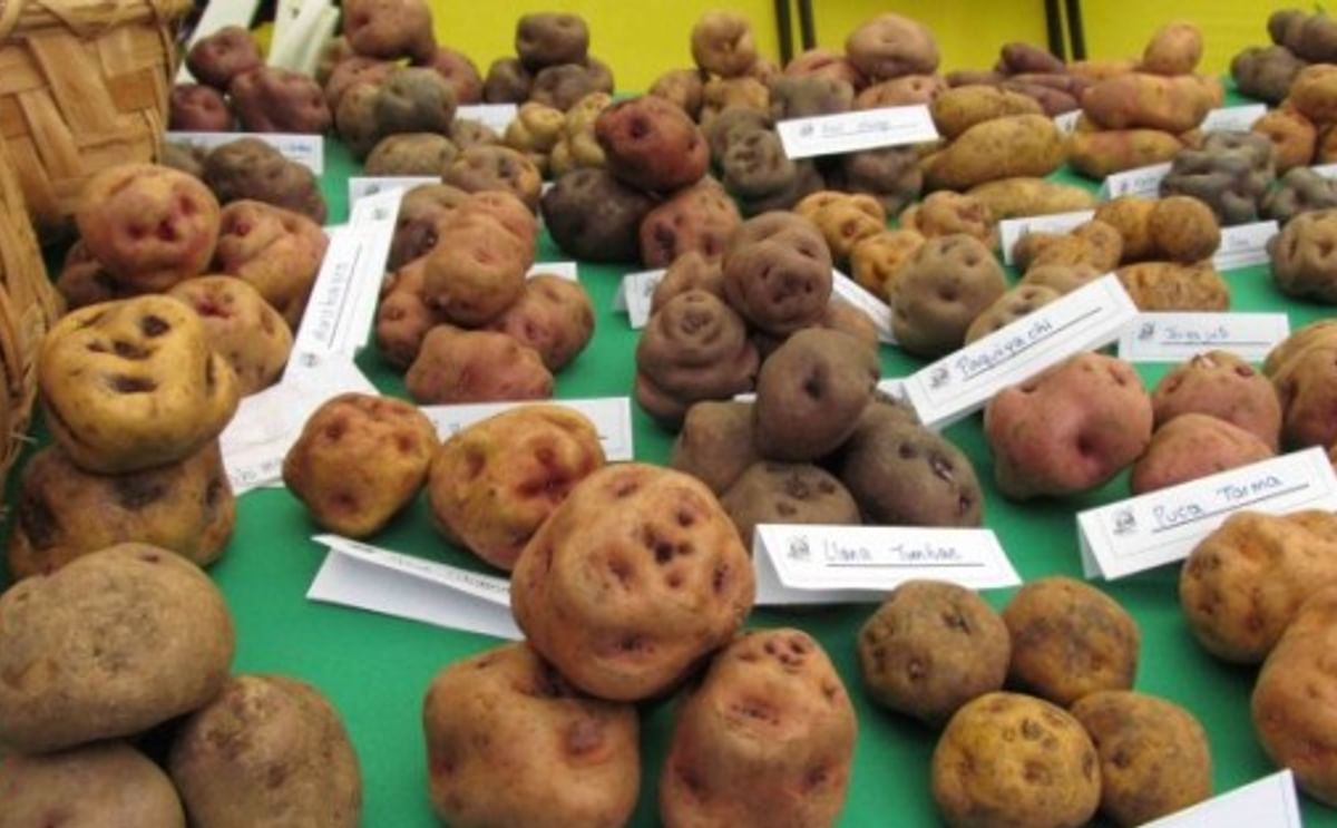 Perú será sede del próximo Congreso Mundial de la Papa Perú será sede del próximo Congreso Mundial de la Papa