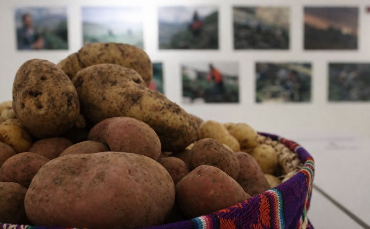 Ecuador celebró el Día Nacional de la Papa