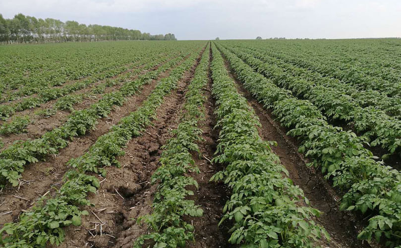 Side-by-Side Field View of Early and Late Potatoes
