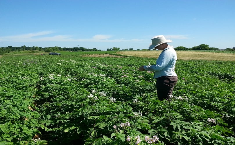 Early Potato Field Evaluation: Growth and Development Assessment