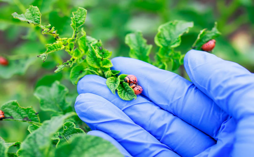 Manual Removal of Colorado Potato Beetle Larvae in Small-Scale Fields Manual Removal of Colorado Potato Beetle Larvae in Small-Scale Fields