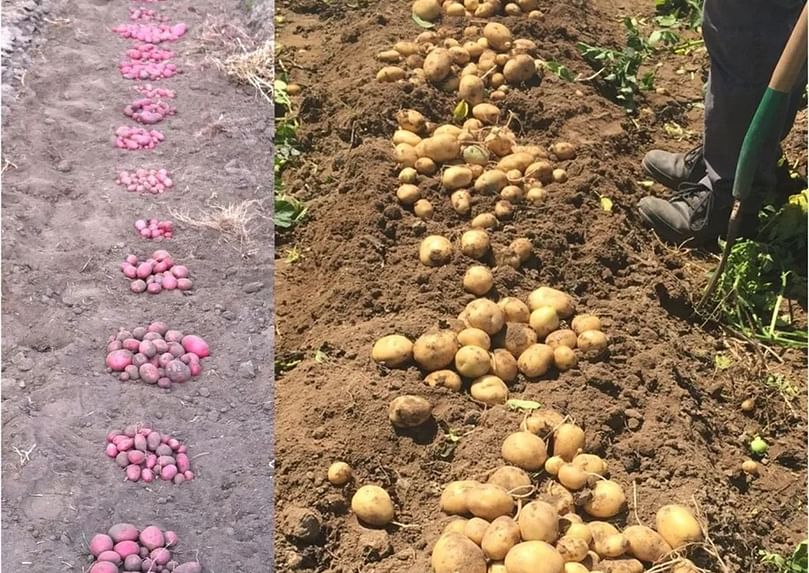 Field pictures of newly registered TPS varieties (Courtesy: Tuberosum Technologies)