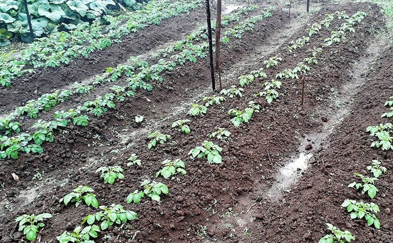 Field production of first-generation seed potato from apical cuttings (Courtesy: P. Wauters/CIP) Field production of first-generation seed potato from apical cuttings (Courtesy: P. Wauters/CIP)