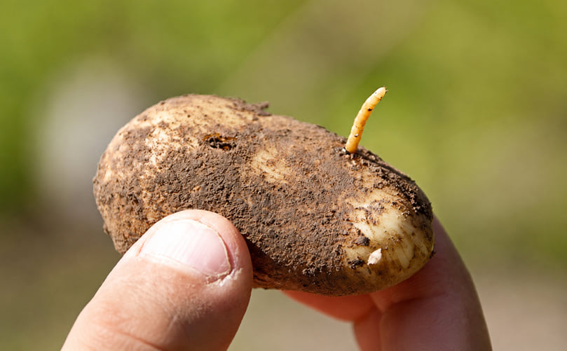 Common Symptoms of Wireworm Infestation in Potato Fields Common Symptoms of Wireworm Infestation in Potato Fields