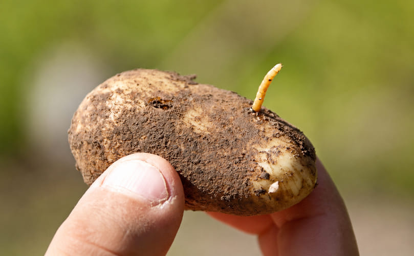 Common Symptoms of Wireworm Infestation in Potato Fields Common Symptoms of Wireworm Infestation in Potato Fields
