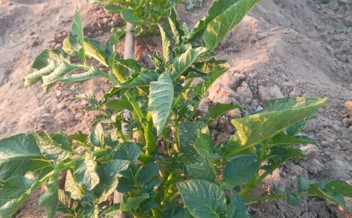 AvaGrow successfully demonstrates that the quality of Hybrid True Potato Seed (HTPS) starting material makes all the difference in Namibia AvaGrow successfully demonstrates that the quality of Hybrid True Potato Seed (HTPS) starting material makes all the difference in Namibia