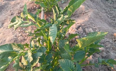 AvaGrow successfully demonstrates that the quality of Hybrid True Potato Seed (HTPS) starting material makes all the difference in Namibia AvaGrow successfully demonstrates that the quality of Hybrid True Potato Seed (HTPS) starting material makes all the difference in Namibia