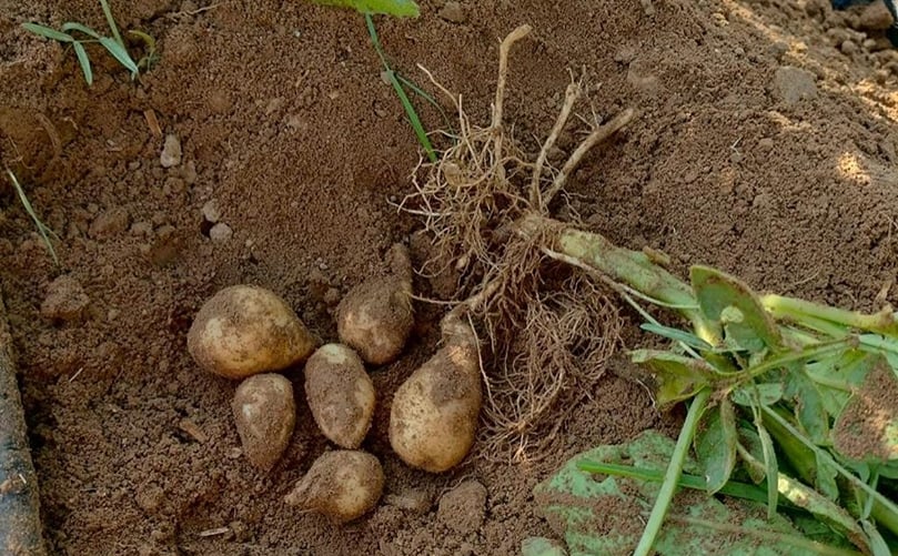 First peak during growing season (not actual harvest) First peak during growing season (not actual harvest)