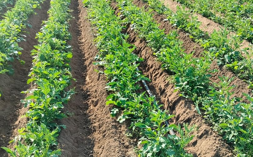 Potato field