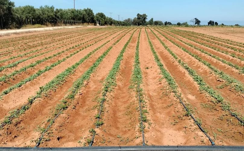 Planted seedlings with drip irrigation