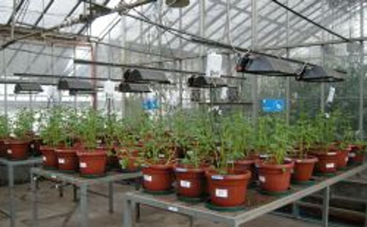 Institutos nacionales de investigación de Chile y Uruguay y el CIP unen esfuerzos para desarrollar variedades de papa y trigo tolerantes al cambio climático