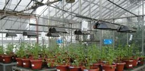 Institutos nacionales de investigación de Chile y Uruguay y el CIP unen esfuerzos para desarrollar variedades de papa y trigo tolerantes al cambio climático