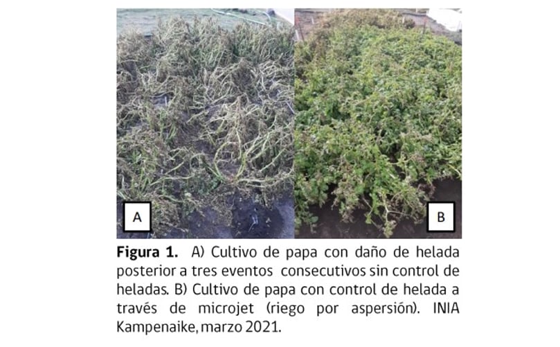 Figura 1. A). Cultivo de papa con daño de helada posterior a tres daños consecutivos sin control de heladas. B) Cultivo de papa con control de helada a través de microjet (riego por aspersión). Figura 1