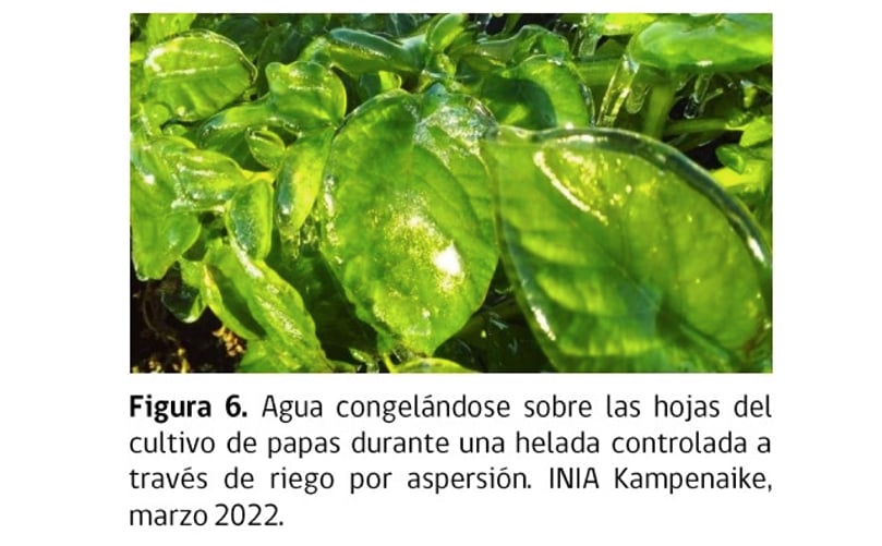 Figura 6. Agua congelándose sobre las hojas del cultivo de papas durante una helada controlada, a través de riego por aspersión. Figura 6