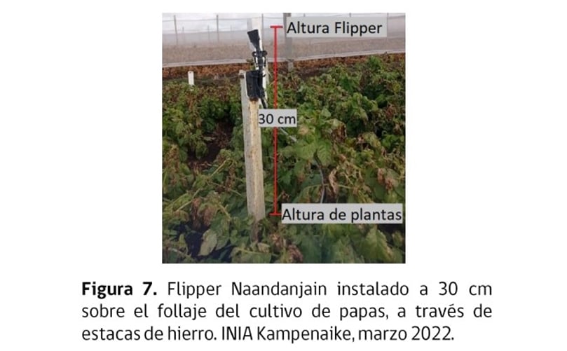 Figura 7. Flipper Naandanjain instalando a 30 cm del follaje del cultivo de papas, a través de estacas de hierro. Figura 7