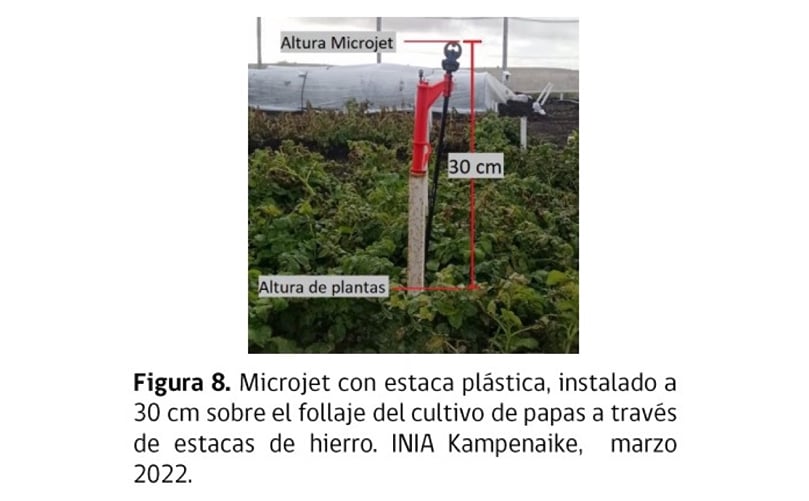 Figura 8. Microjet con estaca plástica instalado a 30 cm del follaje del cultivo de papas a través de estacas de hierro. Figura 8