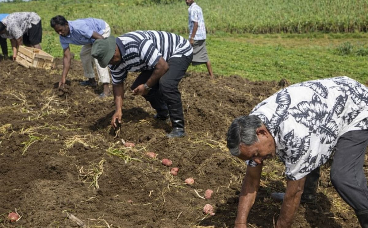 Agriculture ministry Fiji keeps pushing potato farming Agriculture ministry Fiji keeps pushing potato farming