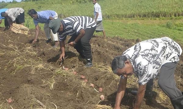 Agriculture ministry Fiji keeps pushing potato farming