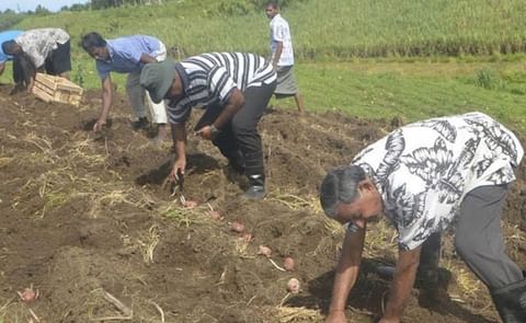 Potato planting on Fiji: Farmer Vikram Chand on his farm in Tuva, Nadroga (Courtesy: Litia Tikomailepanoni / Fijisun; 2017) Potato planting on Fiji: Farmer Vikram Chand on his farm in Tuva, Nadroga (Courtesy: Litia Tikomailepanoni / Fijisun; 2017)