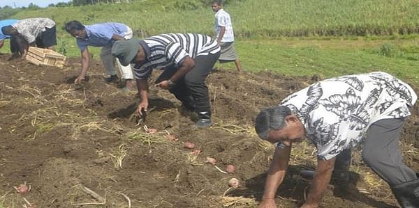 Agriculture ministry Fiji keeps pushing potato farming