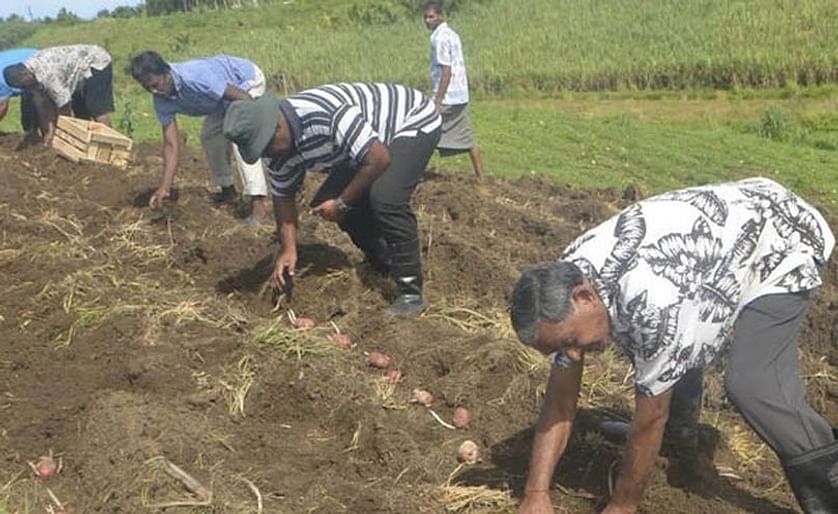 Potato planting on Fiji: Farmer Vikram Chand on his farm in Tuva, Nadroga  (Courtesy: Litia Tikomailepanoni / Fijisun; 2017)