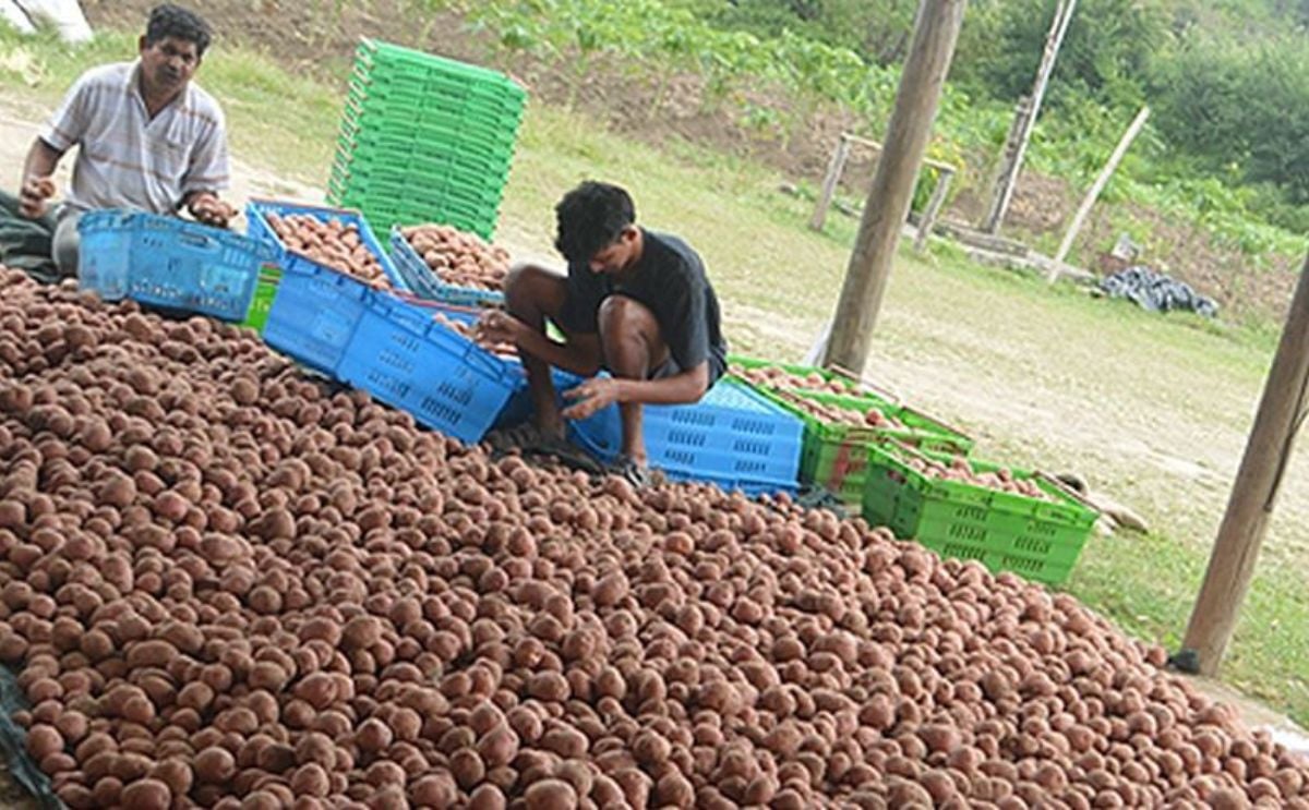 Fiji potato farmers plant locally grown seed for the first time. Fiji potato farmers plant locally grown seed for the first time.