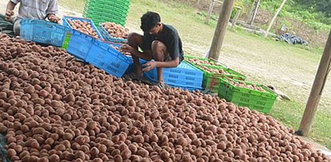 Fiji potato farmers plant  locally grown seed for the first time.