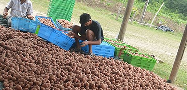 Fiji potato farmers plant  locally grown seed for the first time.