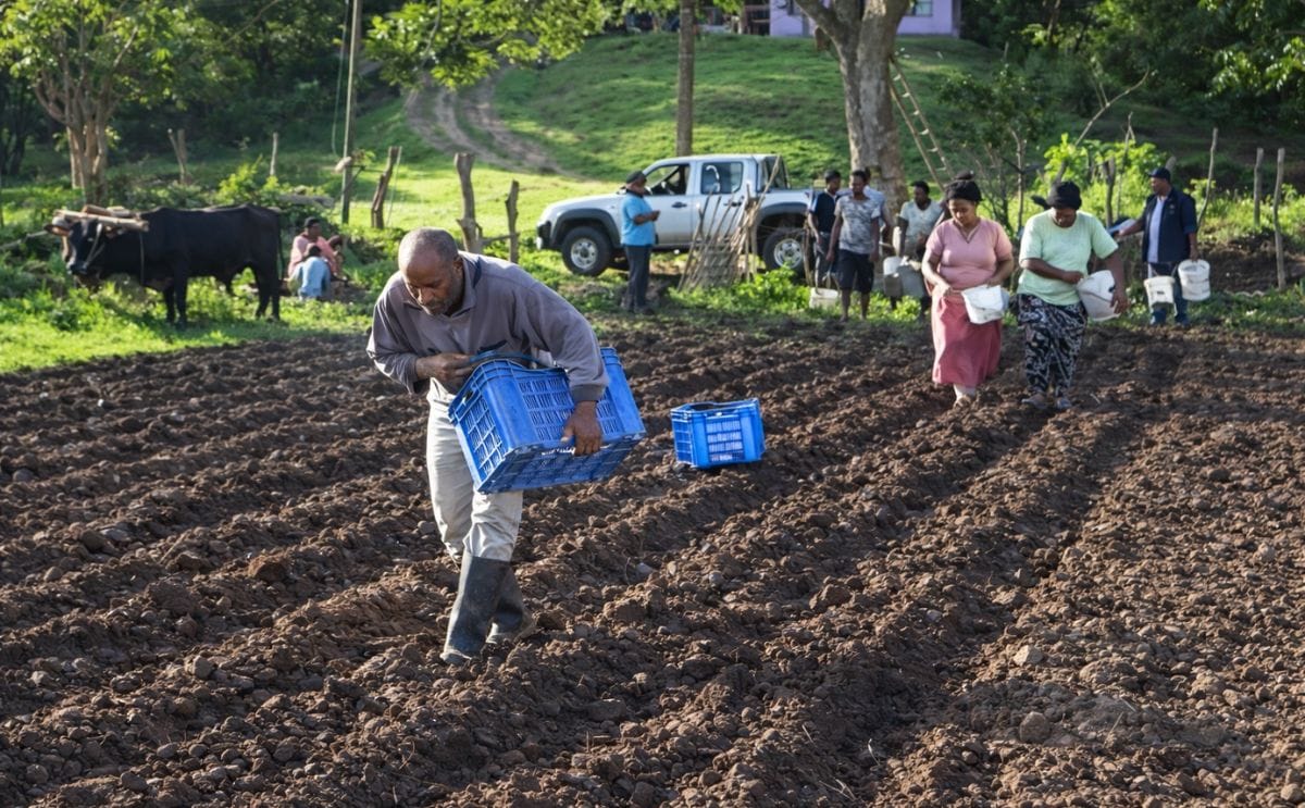 On Fiji, planting season for potatoes has begun in the Western division.