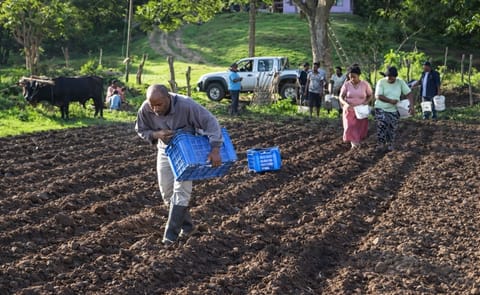 On Fiji, planting season for potatoes has begun in the Western division. On Fiji, planting season for potatoes has begun in the Western division.